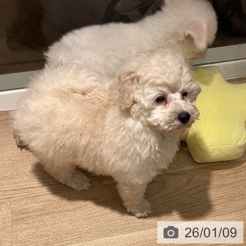 埼玉県のトイプードル(トイ) (ペットプラス イオンモール春日部店/2025年11月8日生まれ/男の子/ホワイト)の子犬の3枚目の画像