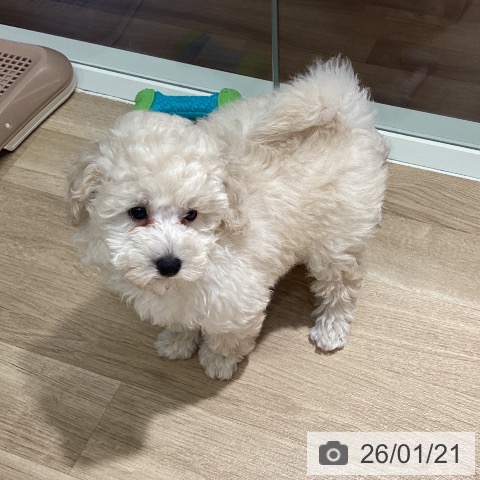 埼玉県のトイプードル(トイ) (ペットプラス イオンモール春日部店/2025年11月8日生まれ/男の子/ホワイト)の子犬の4枚目の画像