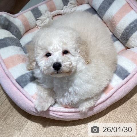 埼玉県のトイプードル(トイ) (ペットプラス イオンモール春日部店/2025年11月8日生まれ/男の子/ホワイト)の子犬の3枚目の画像