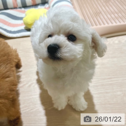 ビション・フリーゼの写真