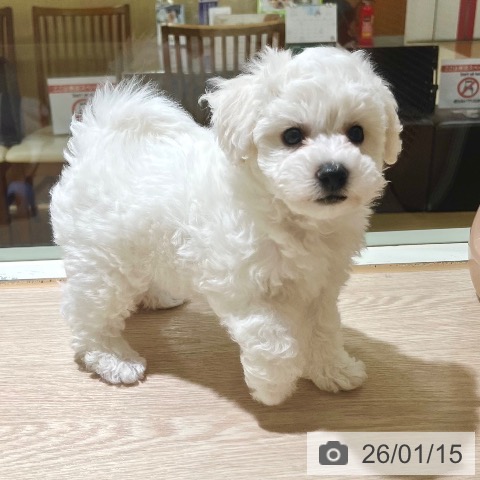 東京都のビションフリーゼ (ペットプラス 板橋店/2025年11月8日生まれ/男の子/ホワイト)の子犬の4枚目の画像