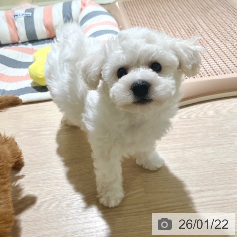 東京都のビションフリーゼ (ペットプラス 板橋店/2025年11月8日生まれ/男の子/ホワイト)の子犬の4枚目の画像