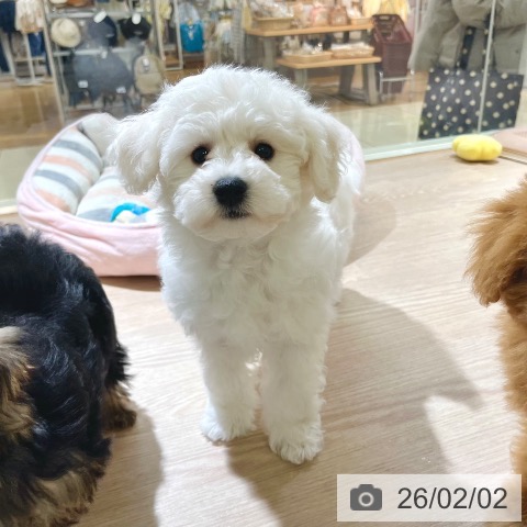 ビション・フリーゼの写真