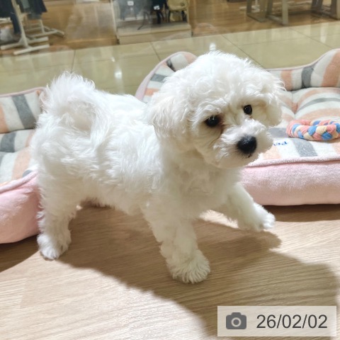 東京都のビションフリーゼ (ペットプラス 板橋店/2025年11月8日生まれ/男の子/ホワイト)の子犬の4枚目の画像