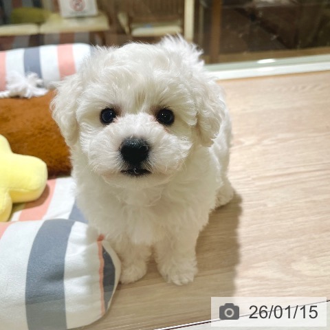 東京都のビションフリーゼ (ペットプラス 板橋店/2025年11月8日生まれ/男の子/ホワイト)の子犬の3枚目の画像