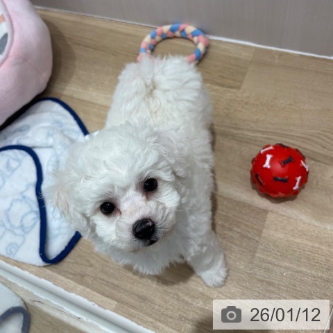 千葉県のビションフリーゼ (ペットプラス 木更津店/2025年11月8日生まれ/男の子/ホワイト)の子犬の4枚目の画像