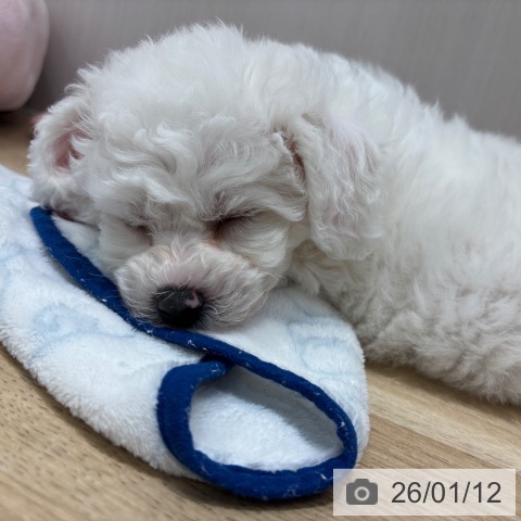 千葉県のビションフリーゼ (ペットプラス 木更津店/2025年11月8日生まれ/男の子/ホワイト)の子犬の3枚目の画像