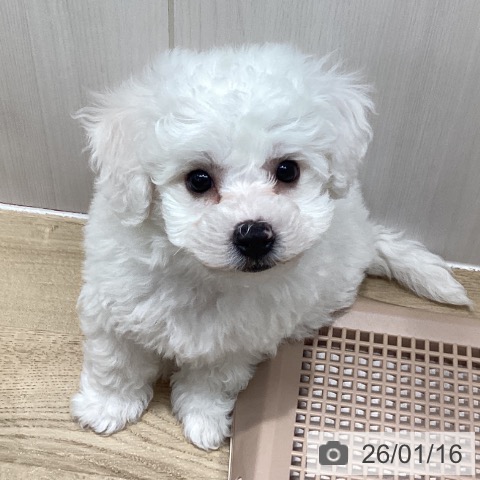 千葉県のビションフリーゼ (ペットプラス 木更津店/2025年11月8日生まれ/男の子/ホワイト)の子犬の3枚目の画像