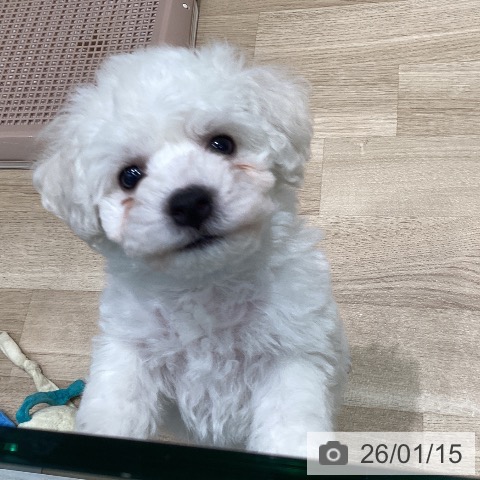 宮城県のビションフリーゼ (ペットプラス 仙台泉大沢店/2025年11月8日生まれ/男の子/ホワイト)の子犬の4枚目の画像