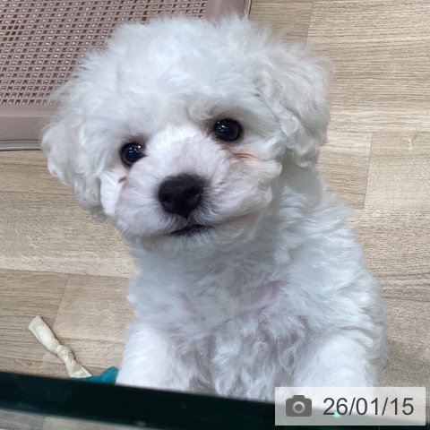 宮城県のビションフリーゼ (ペットプラス 仙台泉大沢店/2025年11月8日生まれ/男の子/ホワイト)の子犬の4枚目の画像