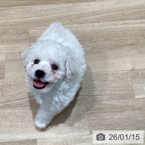 宮城県のビションフリーゼ (ペットプラス 仙台泉大沢店/2025年11月8日生まれ/男の子/ホワイト)の子犬の3枚目の画像