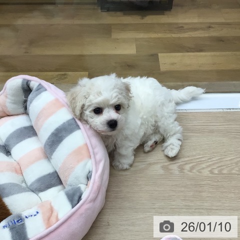 埼玉県のビションフリーゼ (ペットプラス 八潮店/2025年11月8日生まれ/男の子/ホワイト)の子犬の4枚目の画像