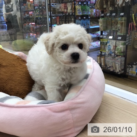 埼玉県のビションフリーゼ (ペットプラス 八潮店/2025年11月8日生まれ/男の子/ホワイト)の子犬の3枚目の画像