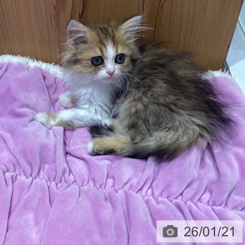 神奈川県のミヌエット (ペットプラス ビアレ横浜店/2025年11月7日生まれ/女の子/ブラウンマッカレルタビーホワイト)の子猫の4枚目の画像