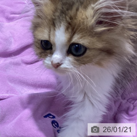 神奈川県のミヌエット (ペットプラス ビアレ横浜店/2025年11月7日生まれ/女の子/ブラウンマッカレルタビーホワイト)の子猫の3枚目の画像