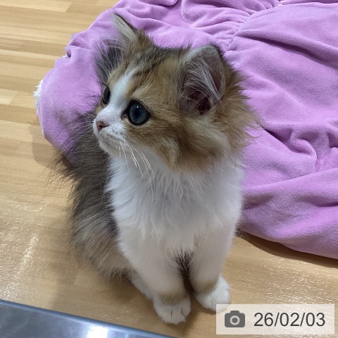 神奈川県のミヌエット (ペットプラス ビアレ横浜店/2025年11月7日生まれ/女の子/ブラウンマッカレルタビーホワイト)の子猫の3枚目の画像