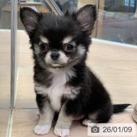 千葉県のチワワ(ロング) (ペットプラス 幕張新都心店/2025年11月9日生まれ/男の子/ブラックタンホワイト)の子犬の4枚目の画像