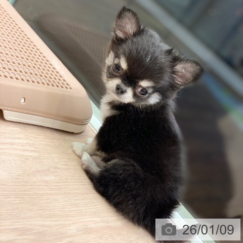 千葉県のチワワ(ロング) (ペットプラス 幕張新都心店/2025年11月9日生まれ/男の子/ブラックタンホワイト)の子犬の3枚目の画像