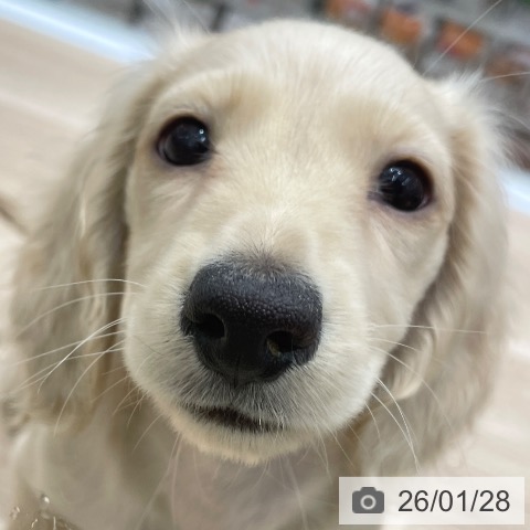 ミニチュア・ダックスフンドの写真