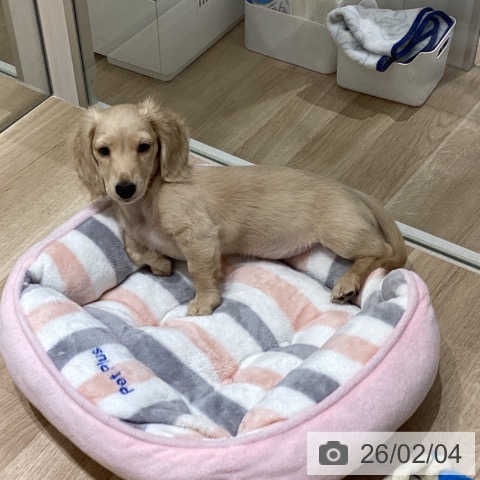 ミニチュア・ダックスフンドの写真