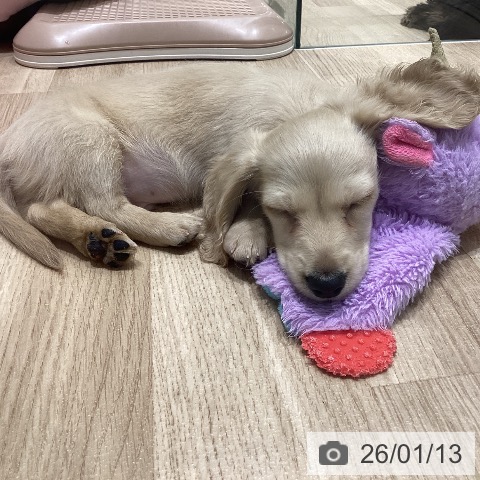 長野県のミニチュアダックスフンド(ロング) (ペットプラス 須坂店/2025年11月8日生まれ/男の子/イエロー)の子犬の4枚目の画像