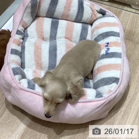 長野県のミニチュアダックスフンド(ロング) (ペットプラス 須坂店/2025年11月8日生まれ/男の子/イエロー)の子犬の3枚目の画像