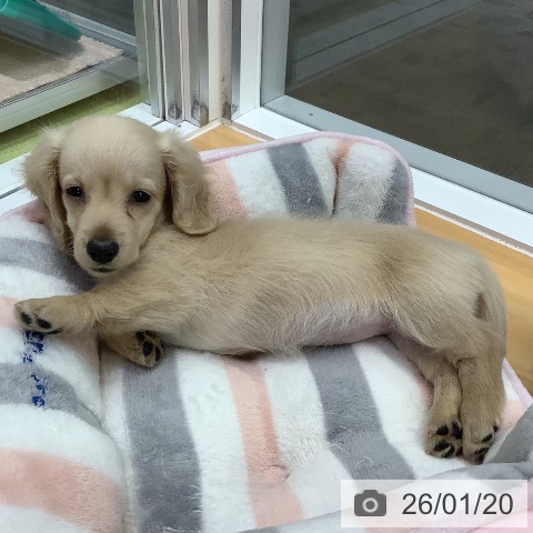 長野県のミニチュアダックスフンド(ロング) (ペットプラス 松本店/2025年11月8日生まれ/女の子/イエロー)の子犬の3枚目の画像