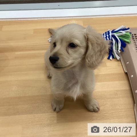 長野県のミニチュアダックスフンド(ロング) (ペットプラス 松本店/2025年11月8日生まれ/女の子/イエロー)の子犬の3枚目の画像