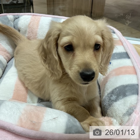 埼玉県のミニチュアダックスフンド(ロング) (ペットプラス ららぽーと富士見店/2025年11月8日生まれ/女の子/イエロー)の子犬の4枚目の画像