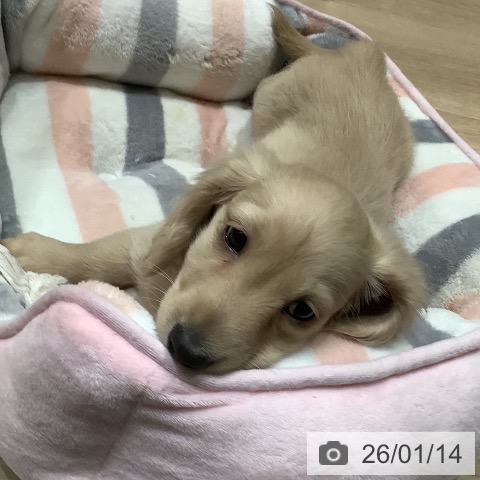 埼玉県のミニチュアダックスフンド(ロング) (ペットプラス ららぽーと富士見店/2025年11月8日生まれ/女の子/イエロー)の子犬の3枚目の画像