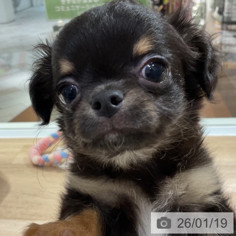 神奈川県のチワワ(ロング) (ペットプラス 湘南平塚店/2025年11月7日生まれ/男の子/ブラックタンホワイト)の子犬の4枚目の画像