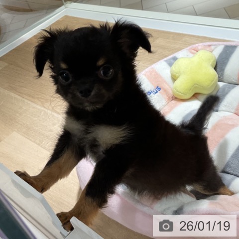 神奈川県のチワワ(ロング) (ペットプラス 湘南平塚店/2025年11月7日生まれ/男の子/ブラックタンホワイト)の子犬の3枚目の画像