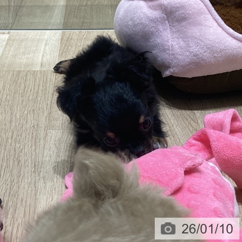 長野県のチワワ(ロング) (ペットプラス 須坂店/2025年11月7日生まれ/女の子/ブラックタンホワイト)の子犬の4枚目の画像