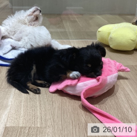 長野県のチワワ(ロング) (ペットプラス 須坂店/2025年11月7日生まれ/女の子/ブラックタンホワイト)の子犬の3枚目の画像