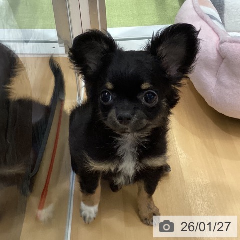 長野県のチワワ(ロング) (ペットプラス 松本店/2025年11月7日生まれ/女の子/ブラックタンホワイト)の子犬の3枚目の画像