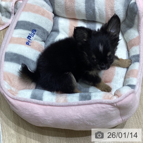 岩手県のチワワ(ロング) (ペットプラス 盛岡南店/2025年11月7日生まれ/女の子/ブラックタンホワイト)の子犬の4枚目の画像