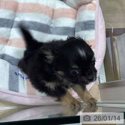 岩手県のチワワ(ロング) (ペットプラス 盛岡南店/2025年11月7日生まれ/女の子/ブラックタンホワイト)の子犬の3枚目の画像