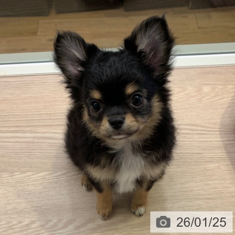 千葉県のチワワ(ロング) (ペットプラス 幕張新都心店/2025年11月7日生まれ/女の子/ブラックタンホワイト)の子犬の3枚目の画像