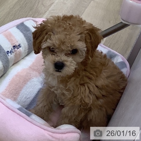 トイ・プードルの写真