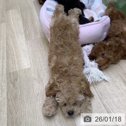 山梨県のトイプードル(トイ) (ペットプラス 甲府昭和店/2025年11月8日生まれ/男の子/アプリコット)の子犬の3枚目の画像