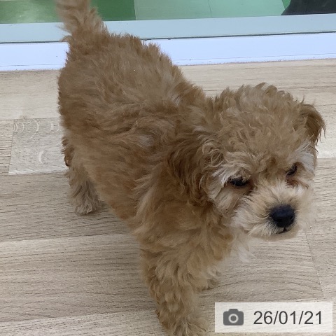 トイ・プードルの写真