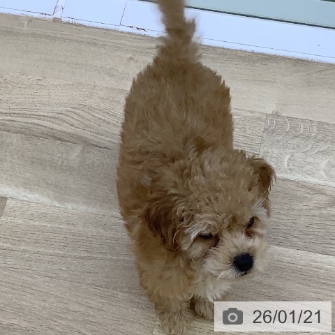 トイ・プードルの写真