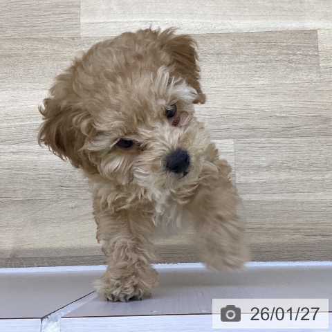 トイ・プードルの写真