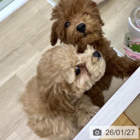 山梨県のトイプードル(トイ) (ペットプラス 甲府昭和店/2025年11月8日生まれ/男の子/アプリコット)の子犬の4枚目の画像