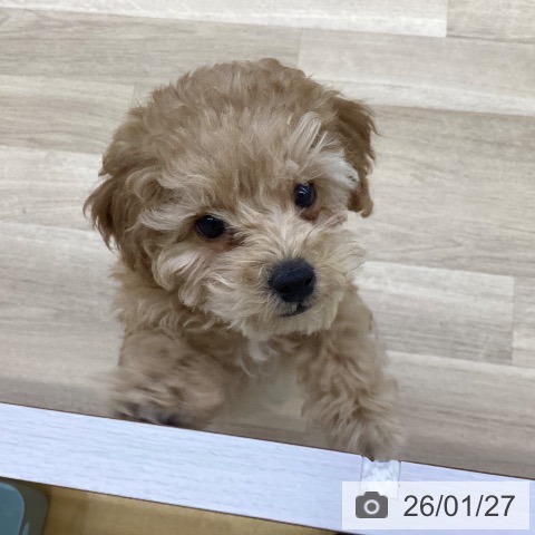 山梨県のトイプードル(トイ) (ペットプラス 甲府昭和店/2025年11月8日生まれ/男の子/アプリコット)の子犬の3枚目の画像