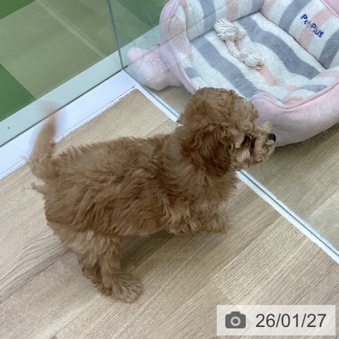 トイ・プードルの写真