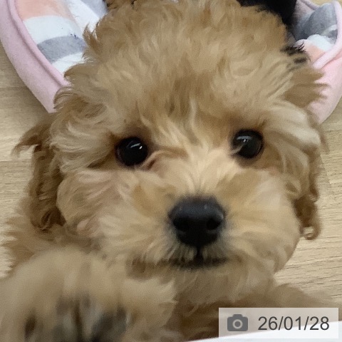 山梨県のトイプードル(トイ) (ペットプラス 甲府昭和店/2025年11月8日生まれ/男の子/アプリコット)の子犬の3枚目の画像