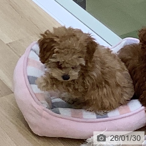 山梨県のトイプードル(トイ) (ペットプラス 甲府昭和店/2025年11月8日生まれ/男の子/アプリコット)の子犬の4枚目の画像