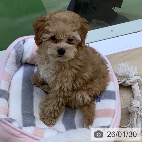 山梨県のトイプードル(トイ) (ペットプラス 甲府昭和店/2025年11月8日生まれ/男の子/アプリコット)の子犬の3枚目の画像