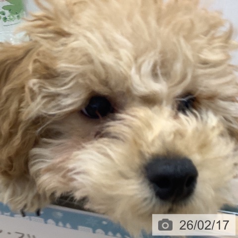 山梨県のトイプードル(トイ) (ペットプラス 甲府昭和店/2025年11月8日生まれ/男の子/アプリコット)の子犬の3枚目の画像